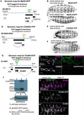 Differential Expression of Drosophila Transgelins Throughout Development